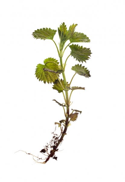 Nettle root - a component of the TestoUltra formula formula