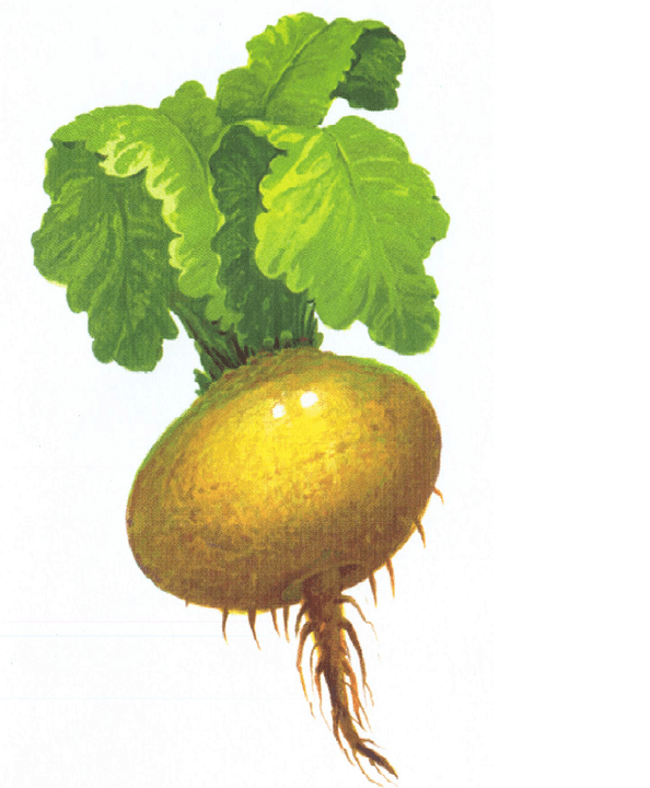 horseradish to increase potency