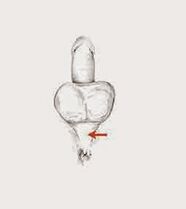 potency muscles and their tension to increase potency